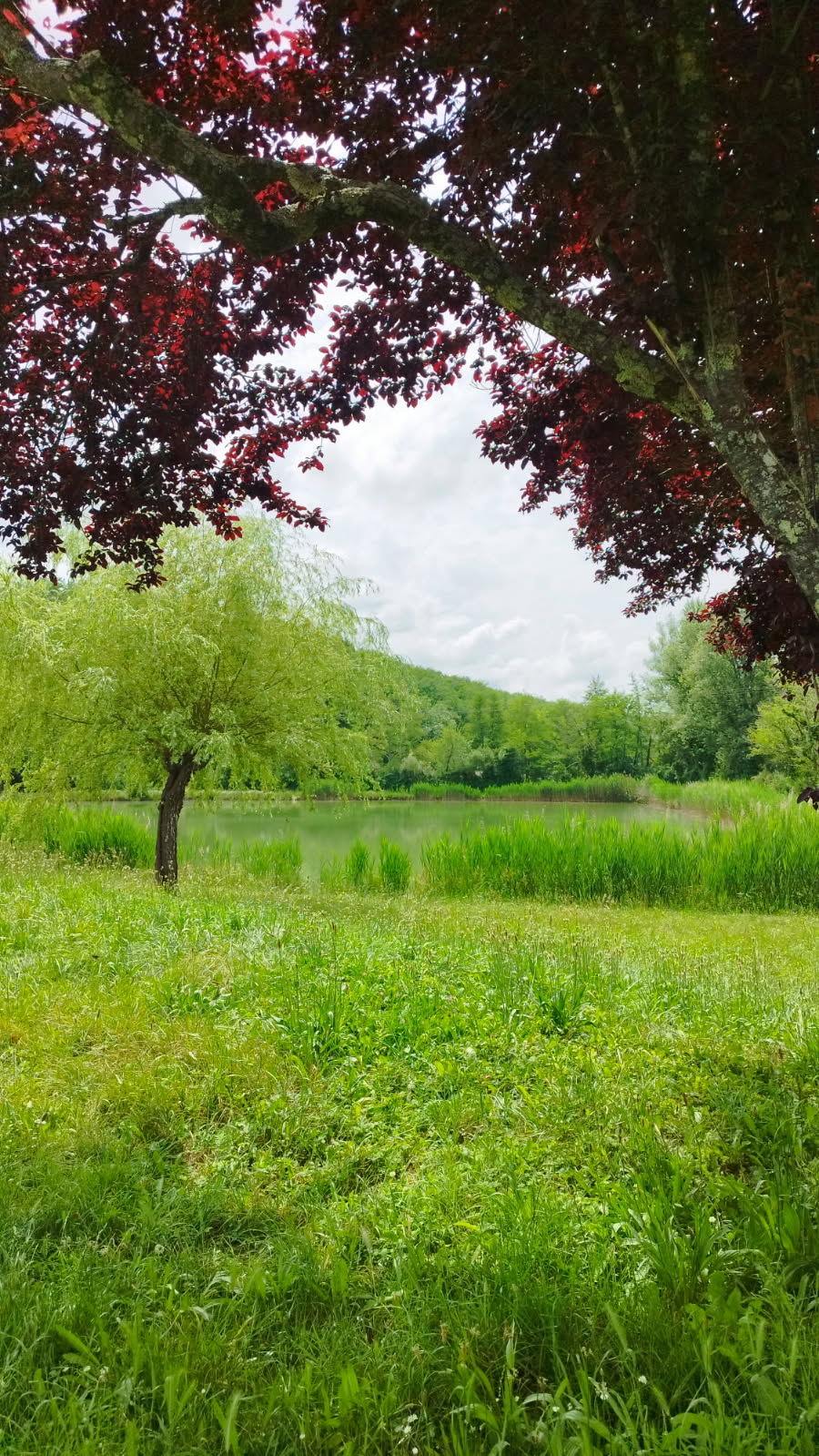 espace pique-nique en foret