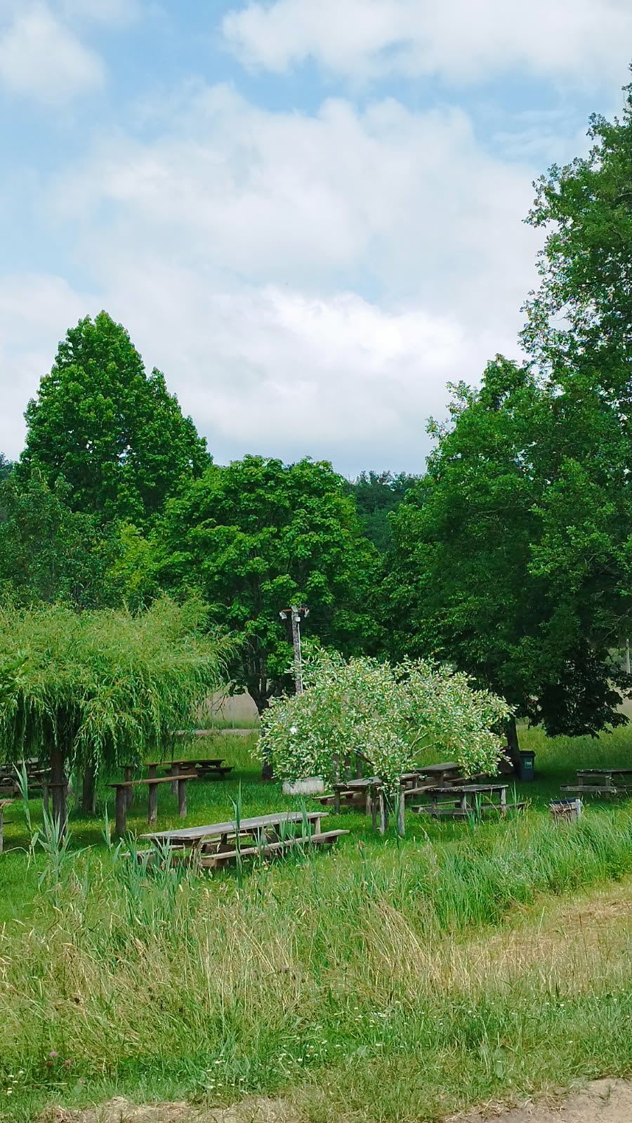 espace pique-nique en foret